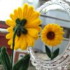 Pipe Cleaner Sunflower